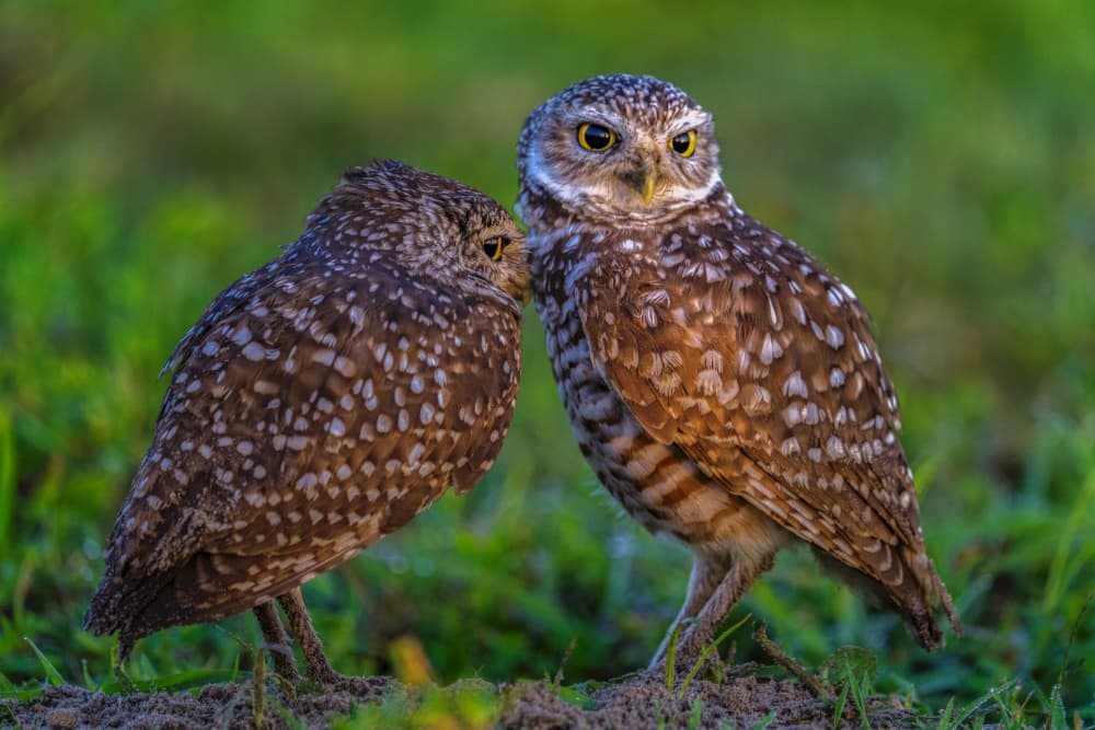 Cute Burrowing Owls by Hanping Xiao — canvas wall art