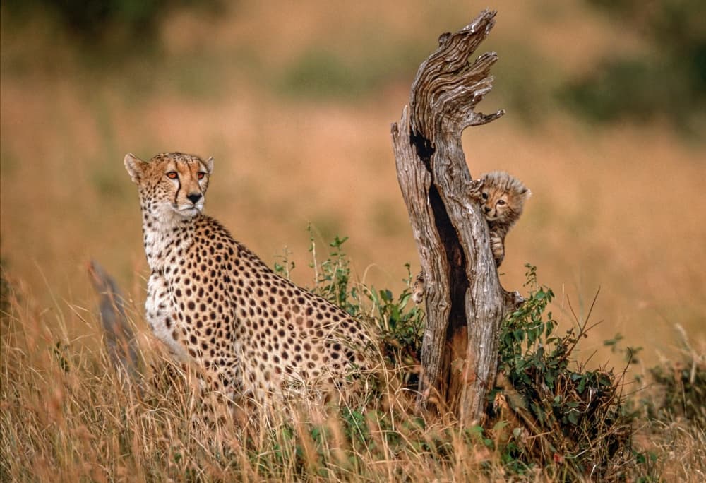 Cheetah and Curious Cub by Jeffrey C. Sink — canvas wall art