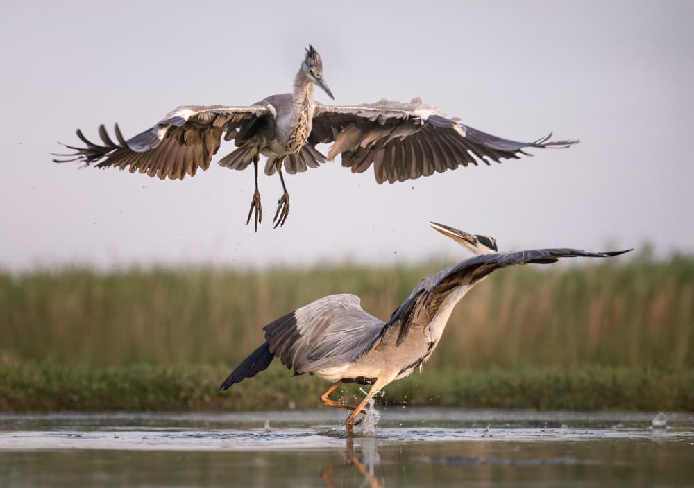 Heron Flight And Chase by Vicki Lai — canvas wall art