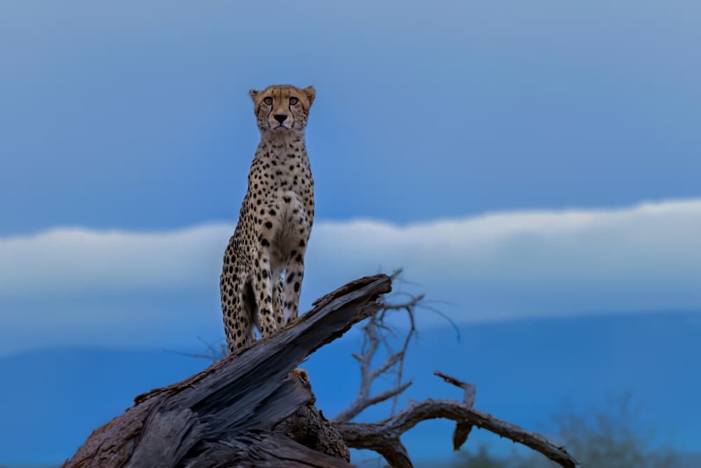 Wild Cheetah Gaze by Jun Zuo — canvas wall art