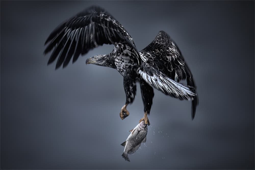 Dramatic Eagle Catch by Qing Zhao — canvas wall art