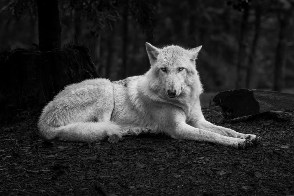 White Wolf Gaze by Sebastian Graf — canvas wall art