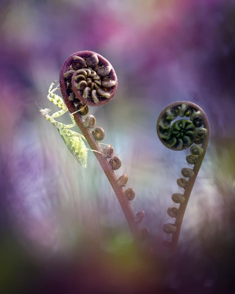 Praying Mantis Fern Growth by Fauzan Maududdin — canvas wall art