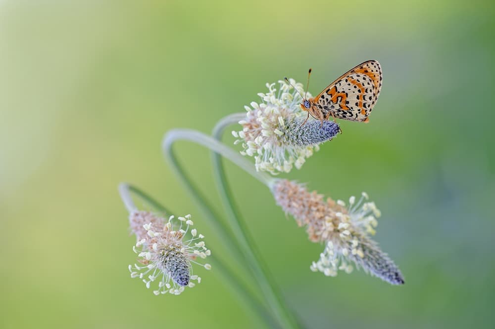 Orange Butterfly on Flower by Roberto Marini — canvas wall art