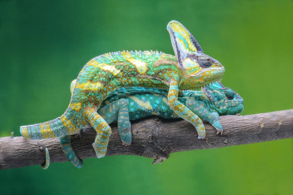 Colorful Chameleon Couple by Ajar Setiadi — canvas wall art
