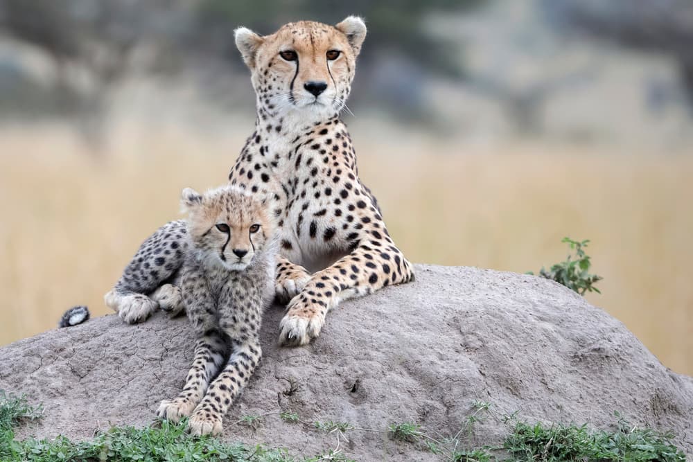 Cheetah Mother And Cub by Renee Doyle — canvas wall art