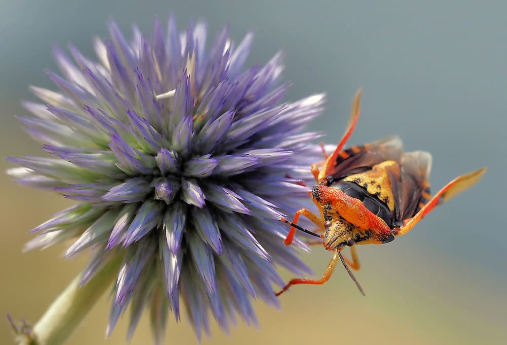 Orange Bug Purple Thistle by Thierry Dufour — canvas wall art