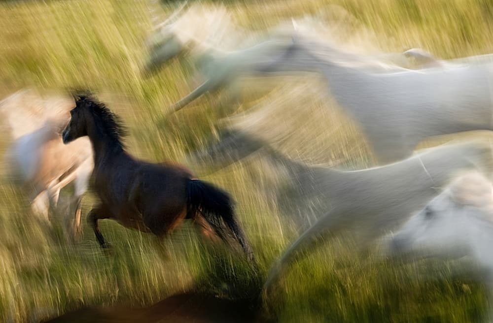 Wild Horses Running by Milan Malovrh — canvas wall art