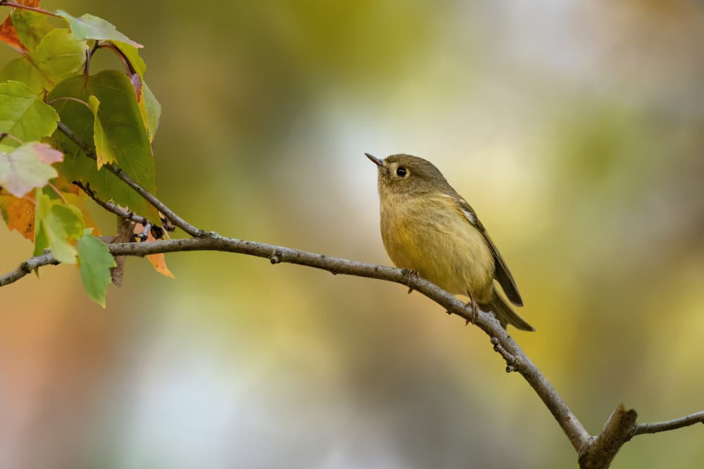 Autumn Bird on Branch by Jacob (Jian) Xu — canvas wall art