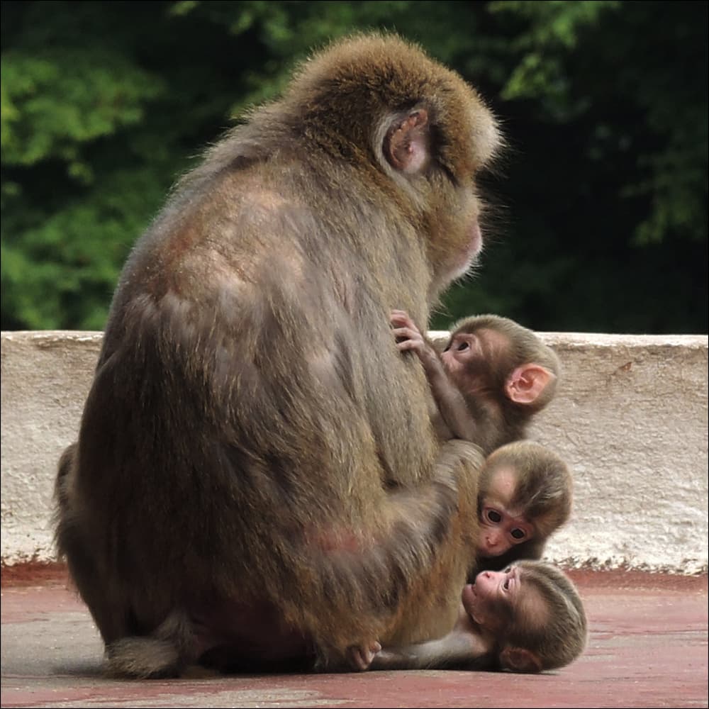Maternal Monkey Family by Huib Limberg — canvas wall art