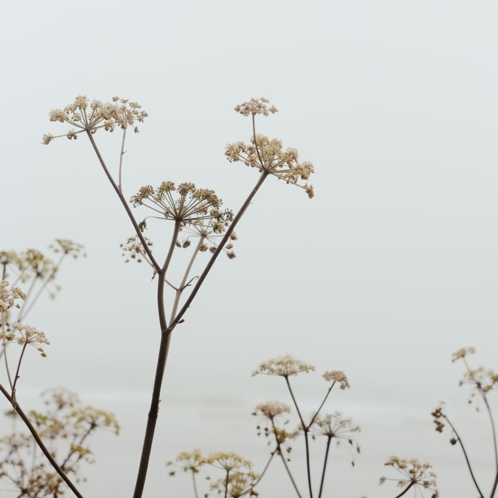 Misty Dried Wildflowers by Olivia Joy StClaire — canvas wall art