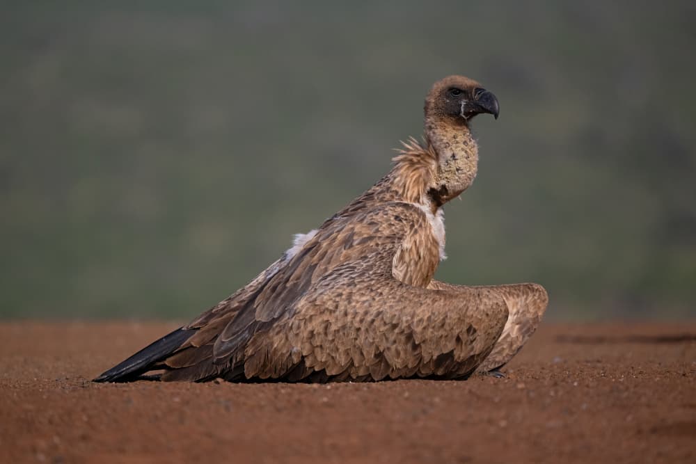 African Vulture Resting by Marco Pozzi — canvas wall art