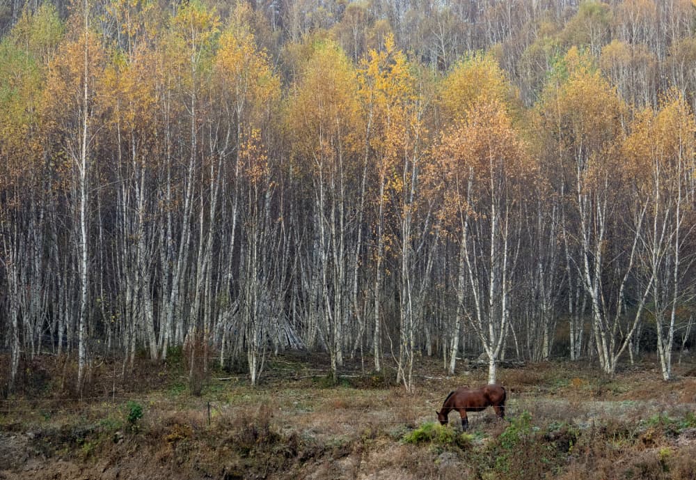 Autumn Birch Forest Horse by HAN dong hee — canvas wall art