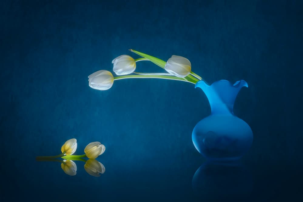 Elegant White Tulips by Lydia Jacobs — canvas wall art