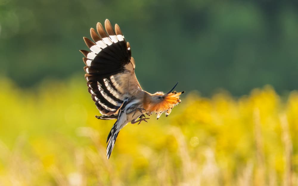 Graceful Hoopoe Flight by Damian Stopczynski — canvas wall art