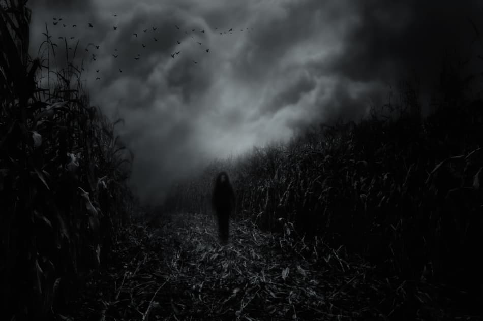 Haunted Cornfield Path by Christoph Hessel — canvas wall art