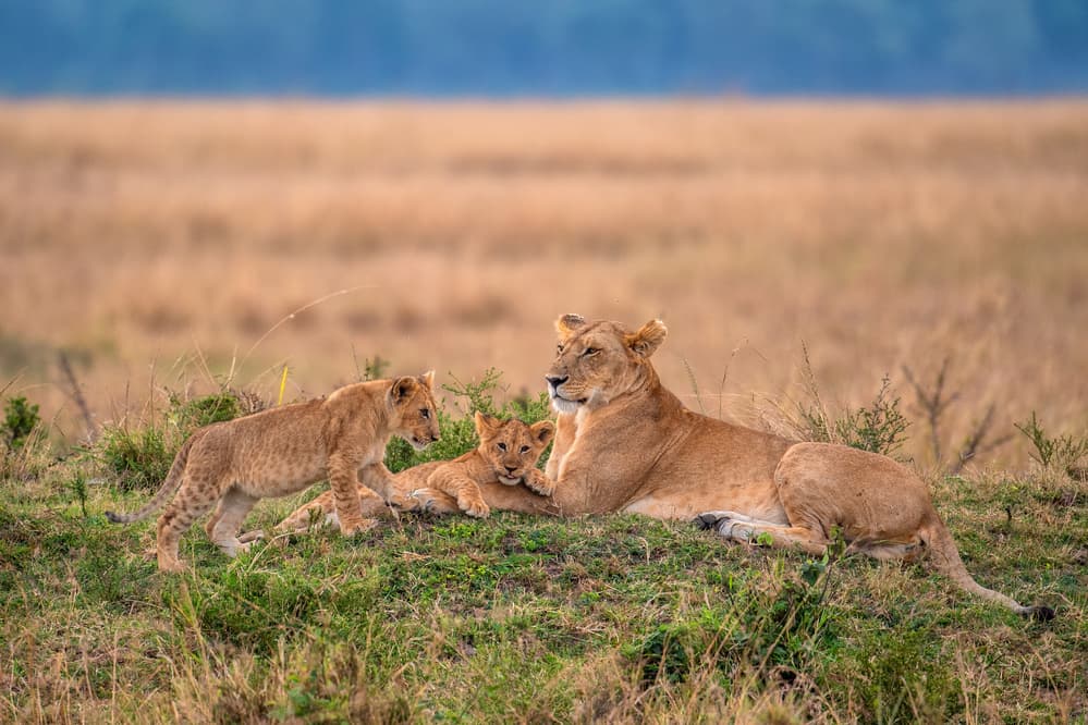 Savanna Lion Family by Mohammed Alnaser — canvas wall art