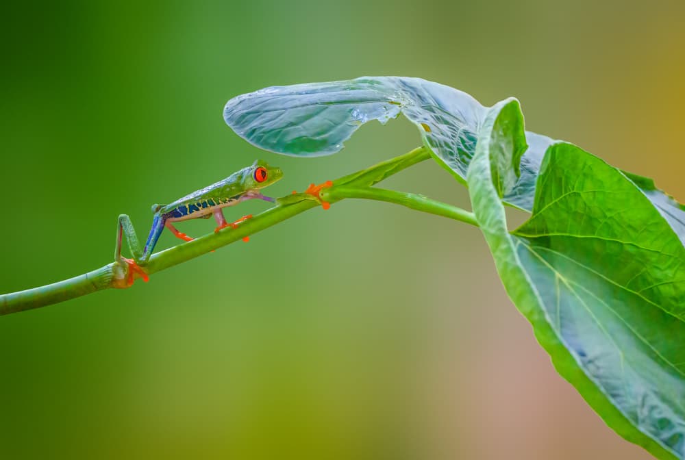 Vivid Red-Eyed Tree Frog by Serena Duan — canvas wall art
