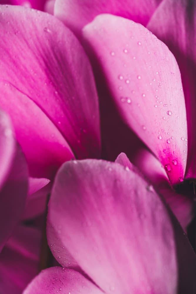 Dew Kissed Pink Petals by Javier Pardina — canvas wall art
