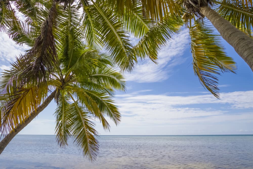 Tropical Ocean Palms by Melanie Viola — canvas wall art