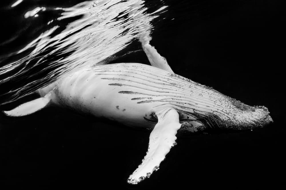 Graceful Humpback Underwater by Barathieu Gabriel — canvas wall art