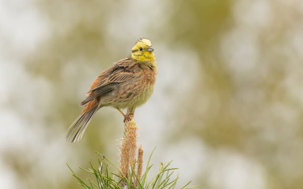Golden Yellowhammer Bird by Damian Stopczynski — canvas wall art