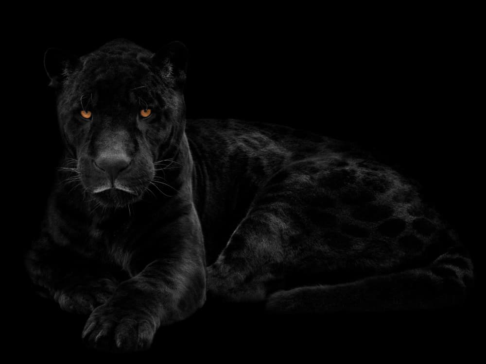 Intense Panther Gaze by Mathilde Guillemot — canvas wall art