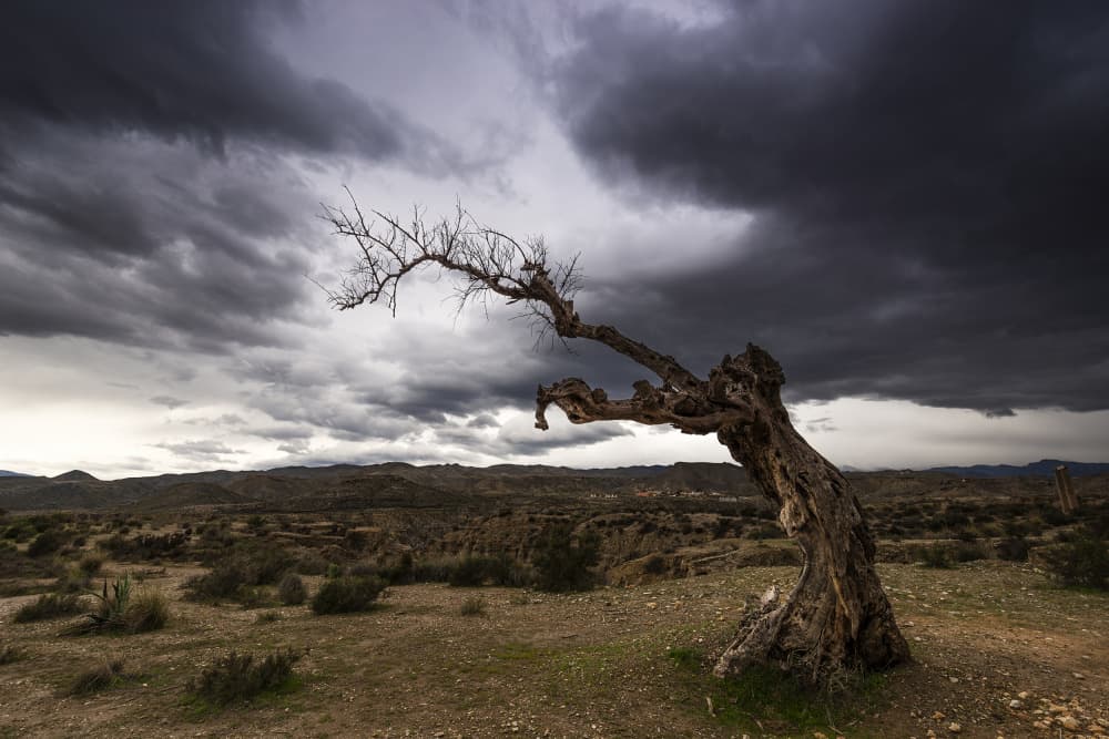 Dramatic Desert Tree by Manuel Jose Guillen Abad — canvas wall art
