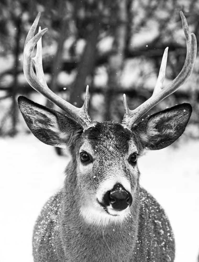 Majestic Winter Buck by Mircea Costina — canvas wall art