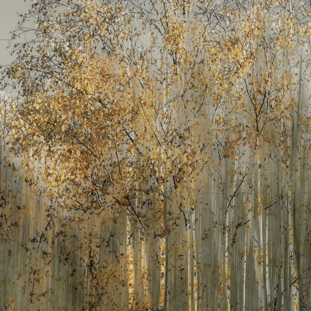 Birch impression by Nel Talen — canvas wall art