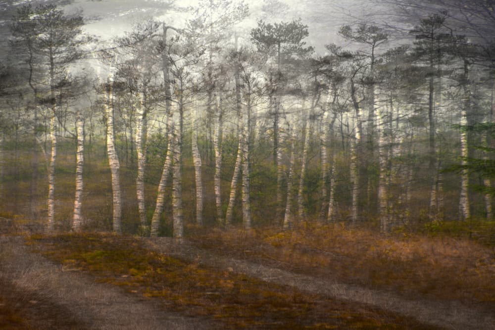 Serene Birch Forest by Christina Sillen — canvas wall art