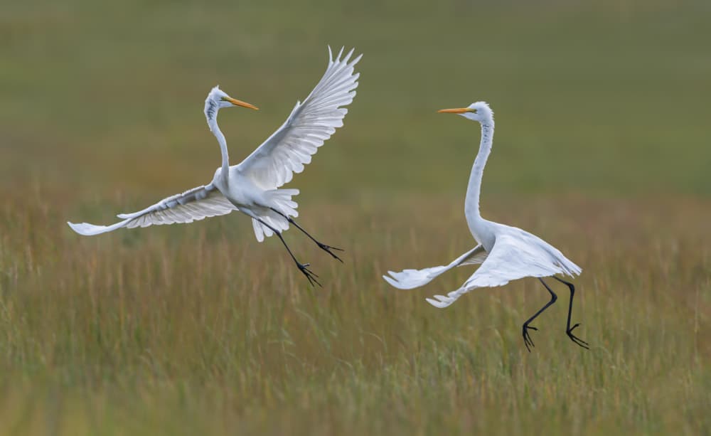 Egrets In Motion by Xiaobing Tian — canvas wall art