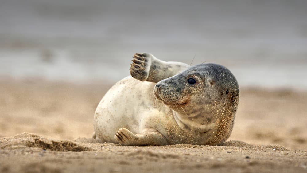 Curious Seal Pup Beach by Bodo Balzer — canvas wall art