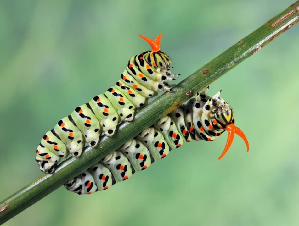 Vibrant Caterpillars on Stem by Jimmy Hoffman — canvas wall art