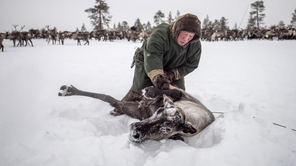Arctic Reindeer Herder by Marcel Rebro — canvas wall art
