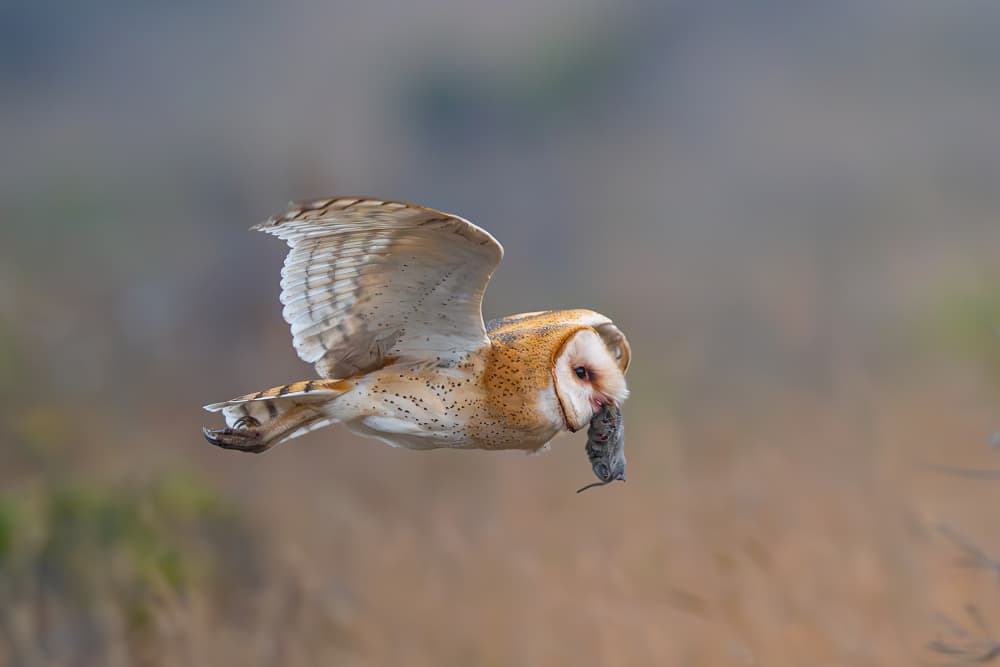 Barn Owl Carrying Mouse by Bill Lu — canvas wall art