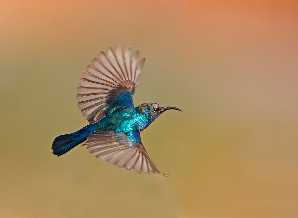 Iridescent Sunbird in Flight by Shlomo Waldmann — canvas wall art