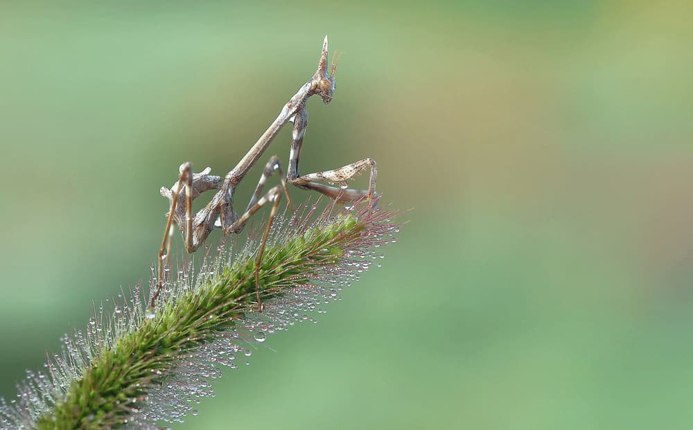Mantis Morning Dew by Thierry Dufour — canvas wall art