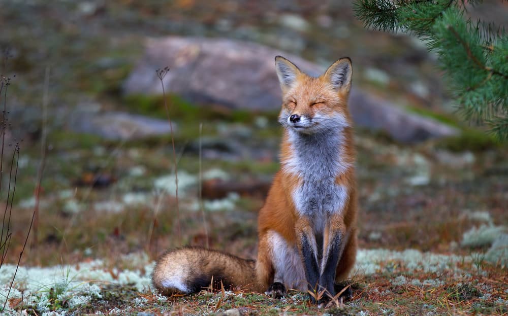 Smiling Wild Fox by Jim Cumming — canvas wall art