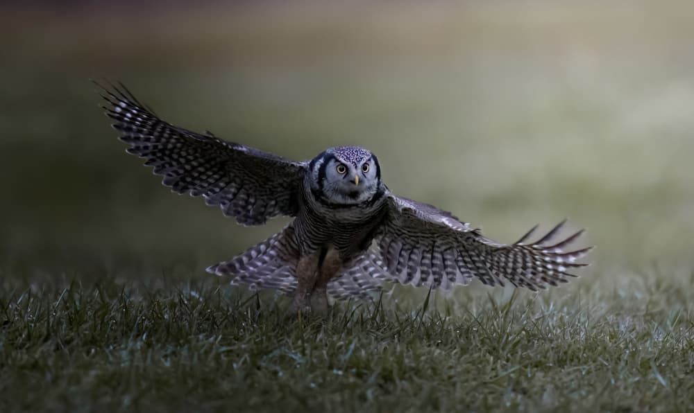 Dynamic Hawk-Owl Flight by Tao Huang — canvas wall art