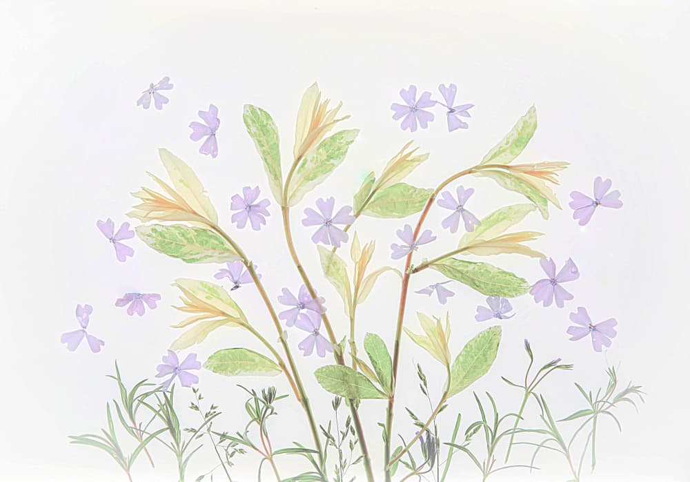 Floating Pastel Botanicals by Fangping Zhou — canvas wall art