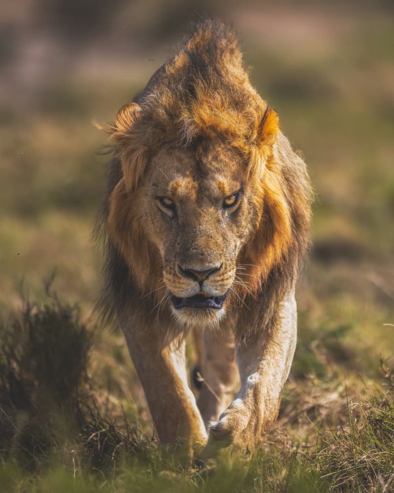 Powerful Lion Gaze by Faisal ALnomas — canvas wall art