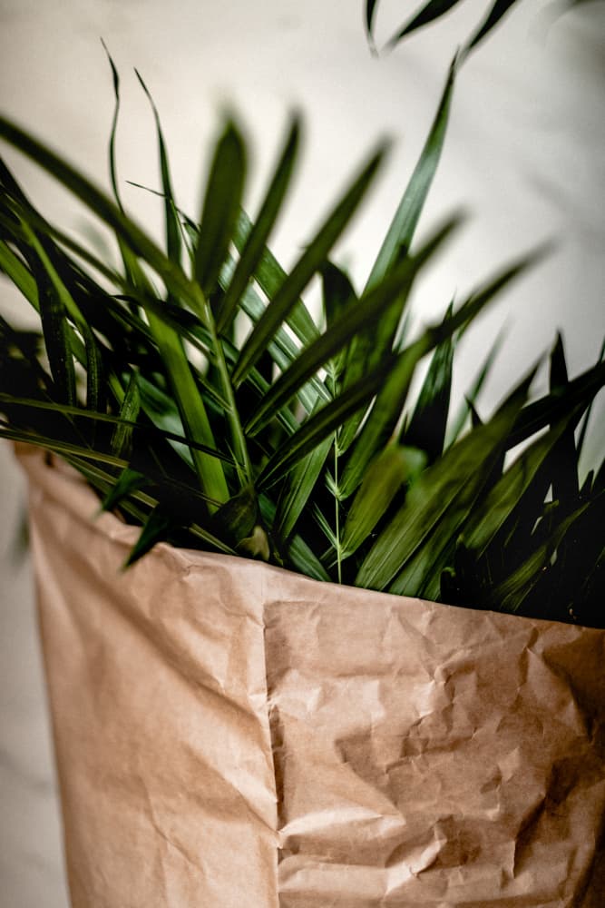 Fresh Greenery In Paper by Tim Mossholder — canvas wall art