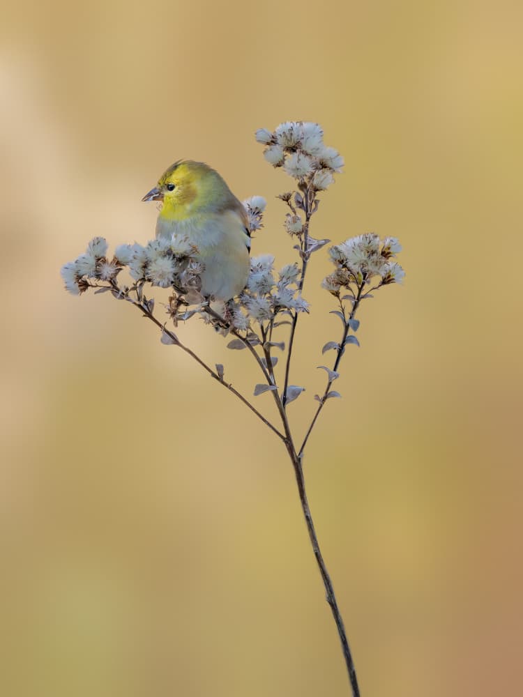 Goldfinch on Seed Head by ZY Zhang — canvas wall art
