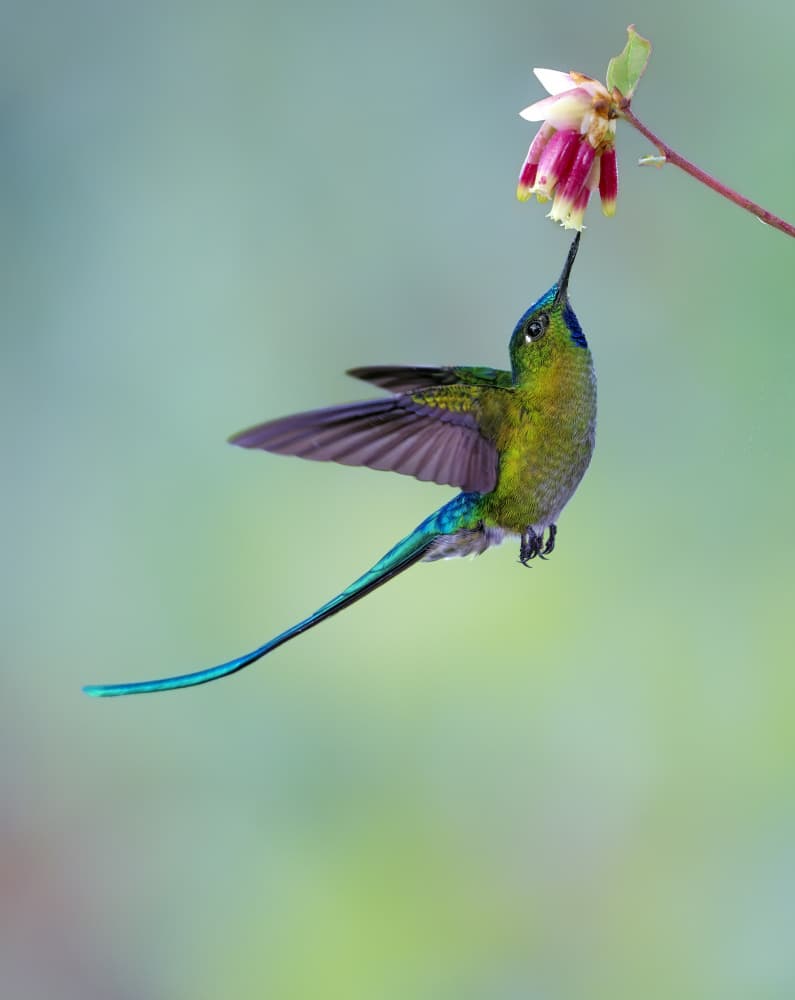 Vibrant Hummingbird Feeding by Siyu_Wei APA — canvas wall art