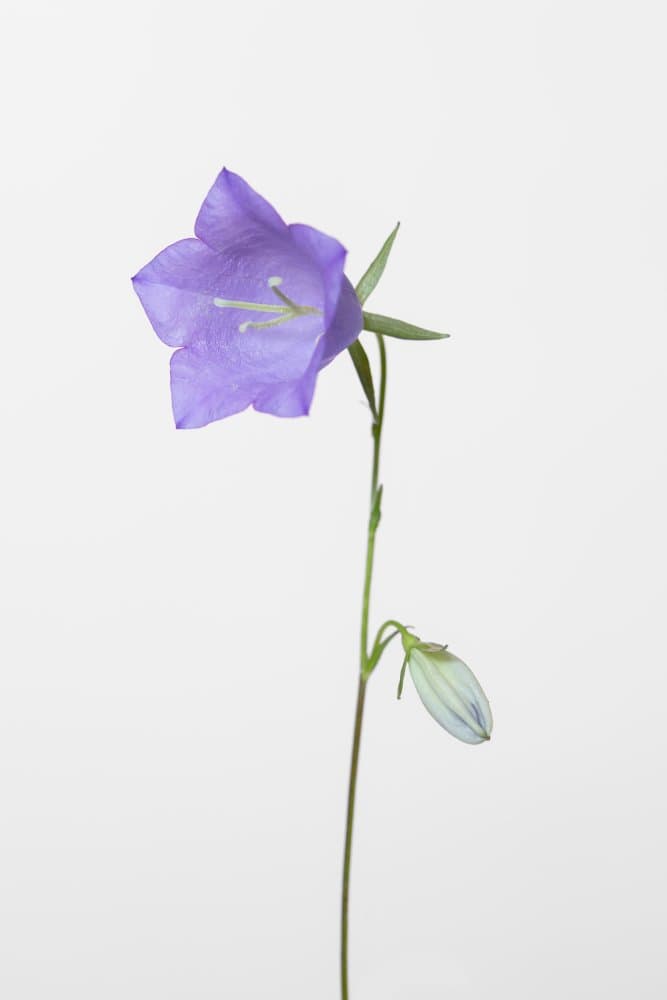 Purple Bellflower Bloom by Pictufy Studio III — canvas wall art