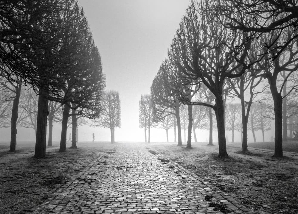 Foggy Path Avenue by Isabelle DUPONT — canvas wall art