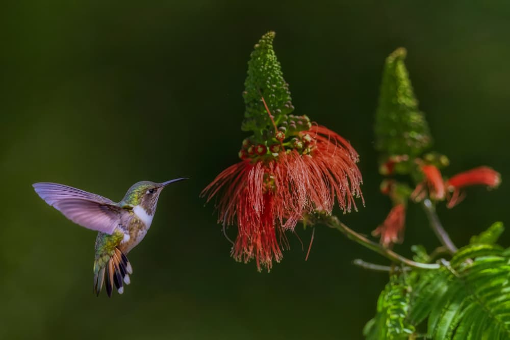 Hummingbird At Red Bloom by David Manusevich — canvas wall art