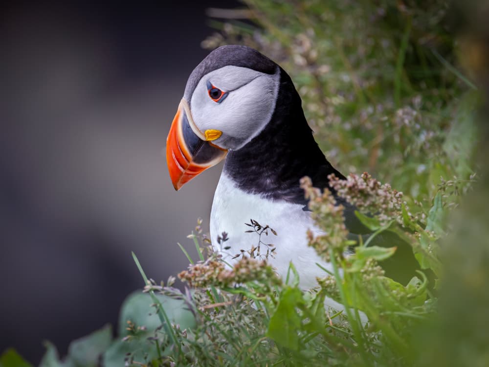 Colorful Puffin Portrait by Xiaohong Zhang — canvas wall art