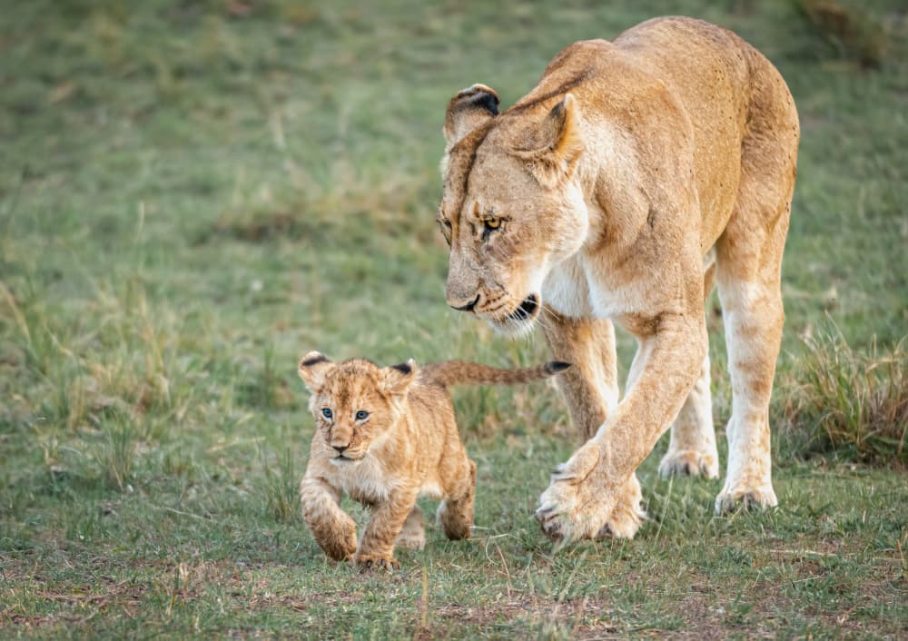 Mama Lion and Cub by Jeffrey C. Sink — canvas wall art